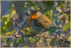 Petit rouge gorge