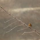 petit Rouge-gorge en hiver