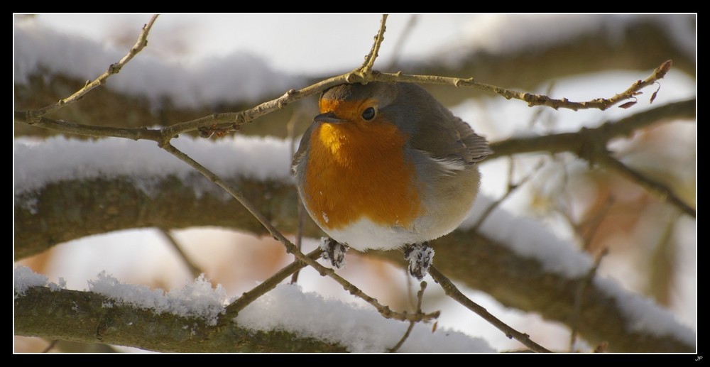 Petit rouge gorge transi........