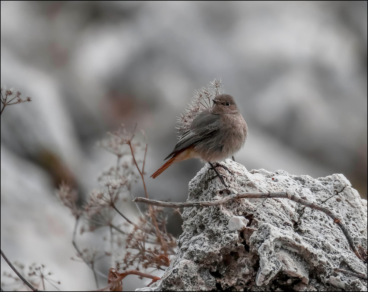 Petit rouge queue dans l'hiver