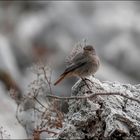 Petit rouge queue dans l'hiver