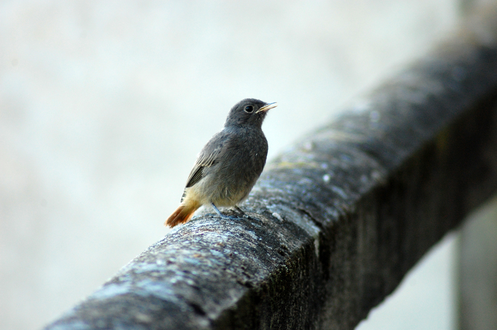 petit rouge queue, sur le balcon