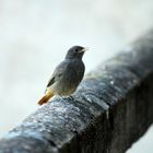 petit rouge queue, sur le balcon