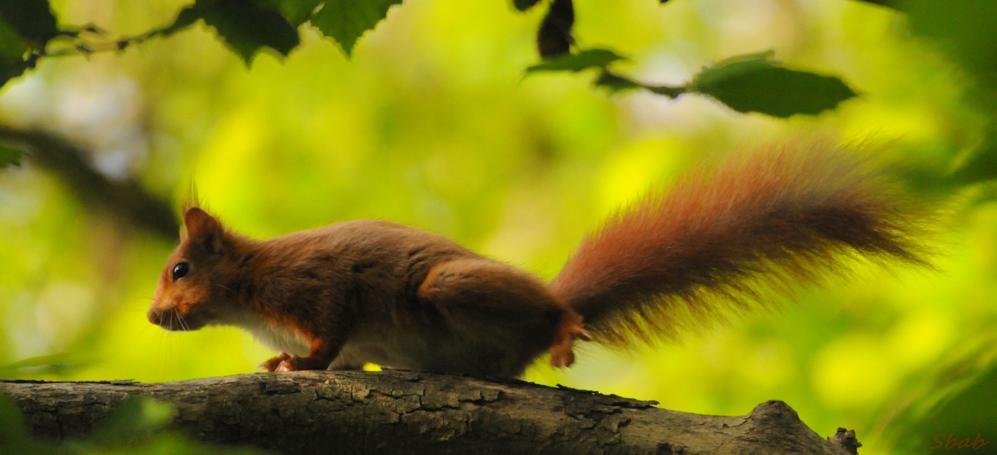 petit rouquin !