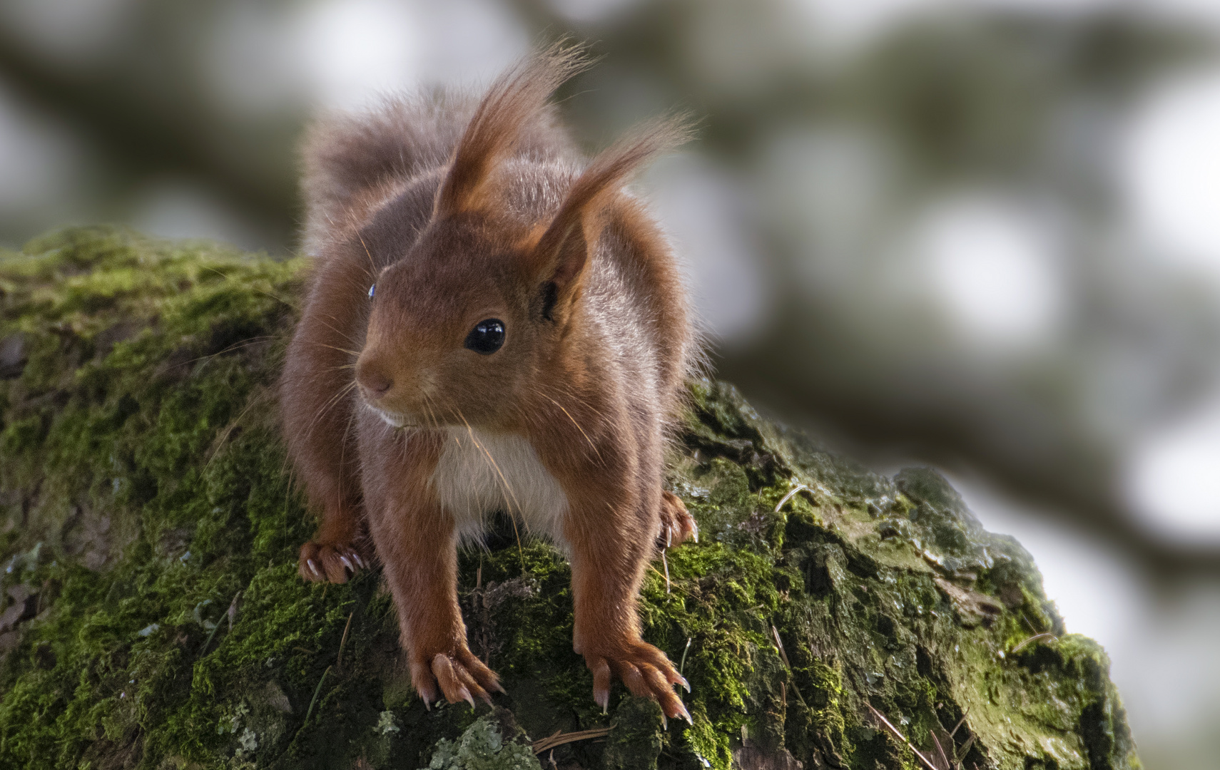 Petit rouquin curieux ! (Sciurus vulgaris, écureuil roux)