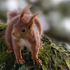 Petit rouquin curieux ! (Sciurus vulgaris, écureuil roux)