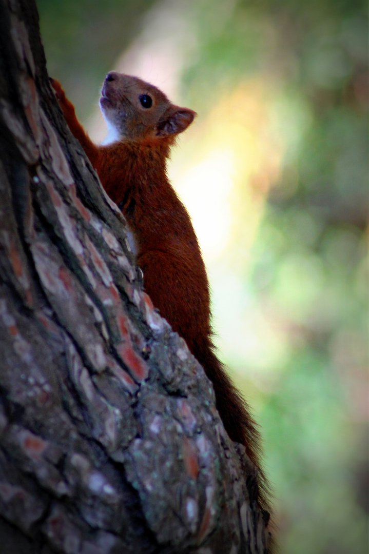 petit rouquin