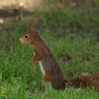 Petit rouquin (Sciurus vulgaris, écureuil roux)