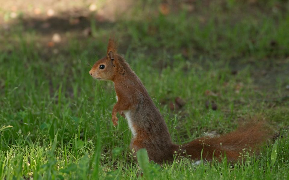 Petit rouquin (Sciurus vulgaris, écureuil roux)