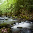 Petit ruisseau qui court et sautille gentillement dans les sous-bois verts ! (ouf !)