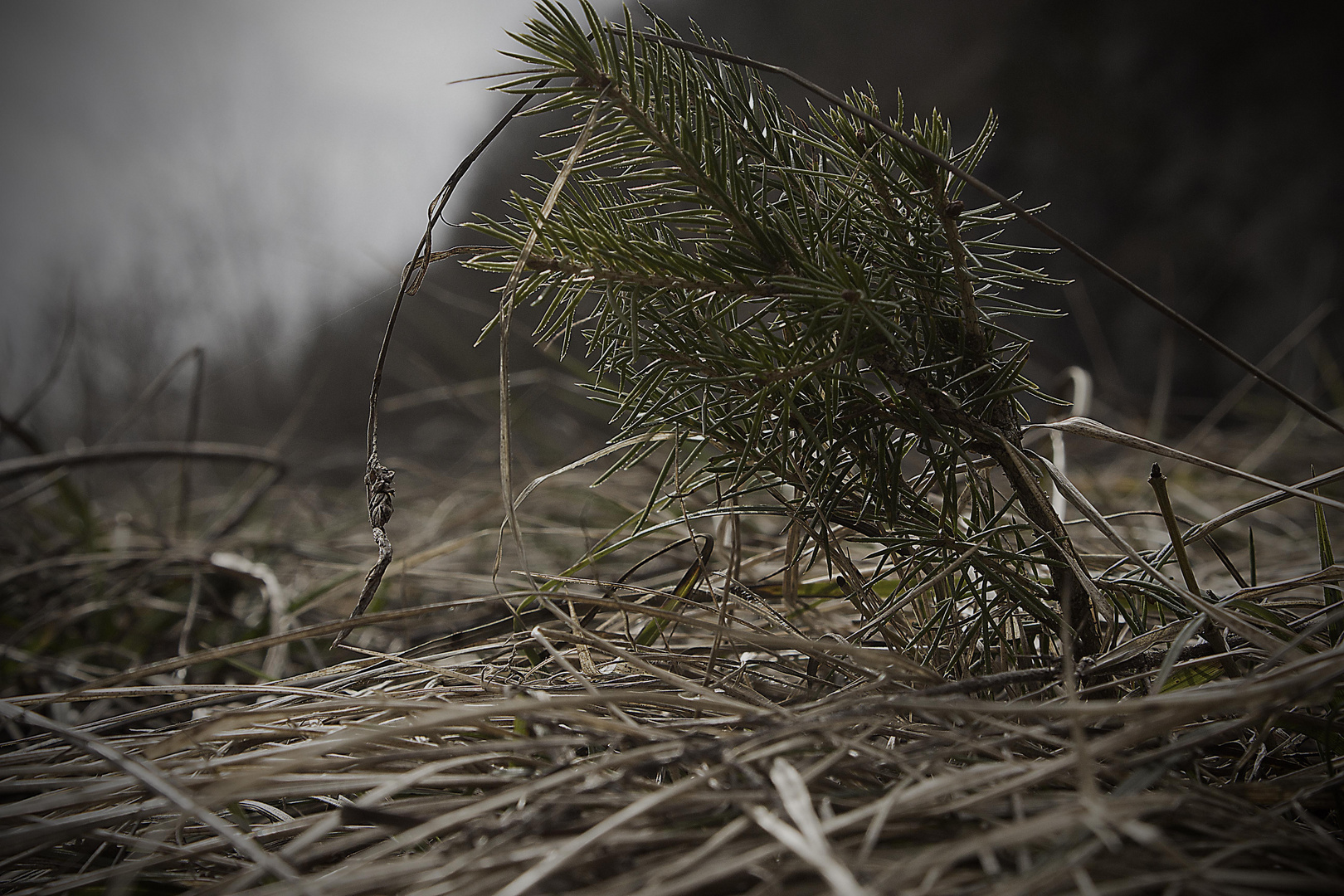 Petit sapin deviendra grand .............