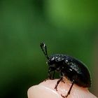 petit scarabé