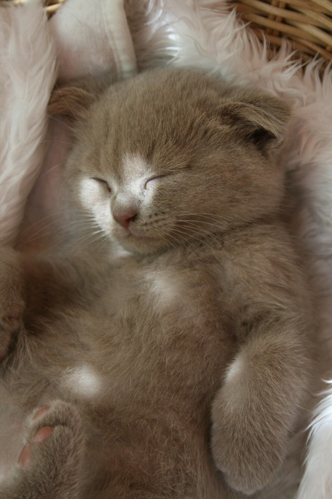 Petit Scottish fold endormi