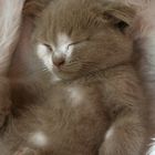 Petit Scottish fold endormi