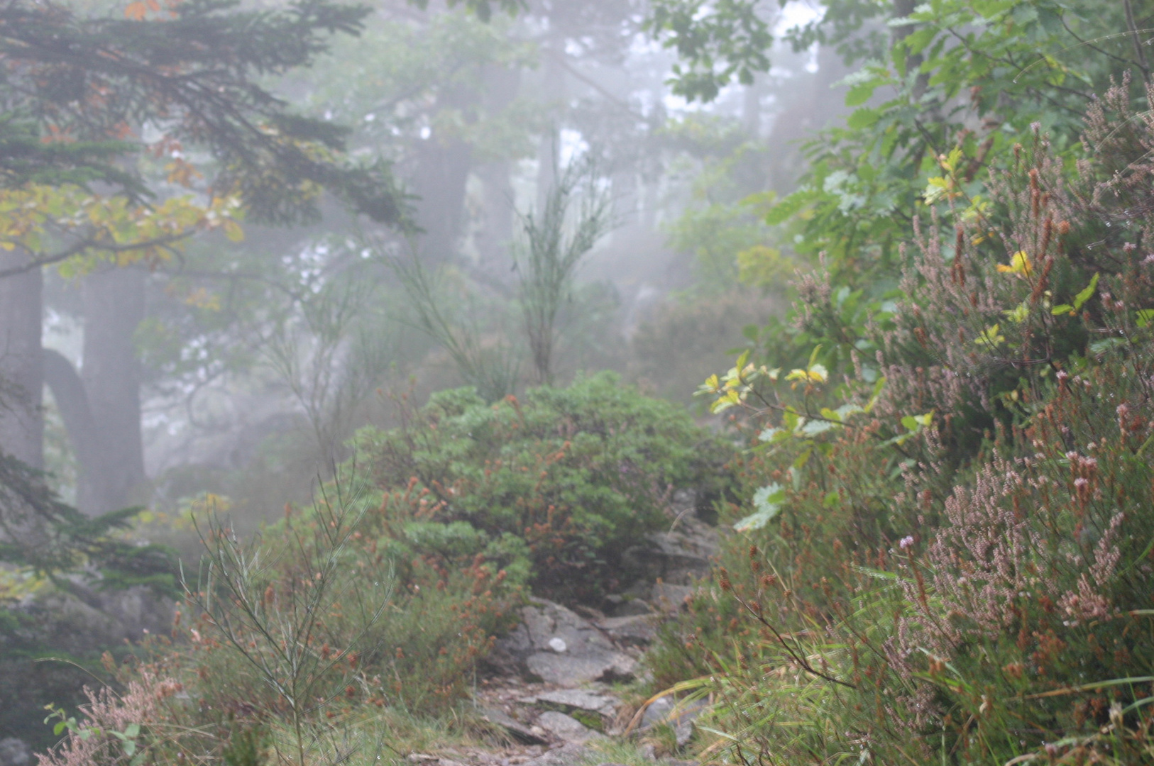 petit sentier de montagne