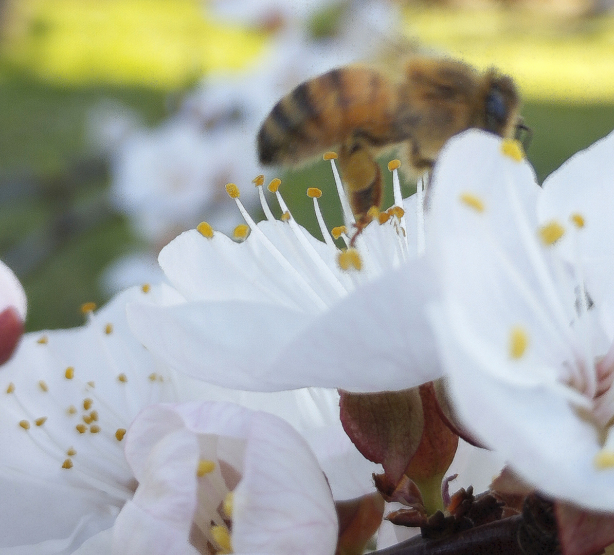 petit tour au jardin ...