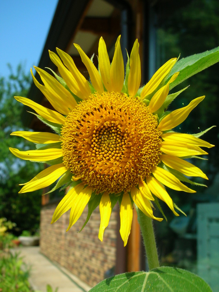 Petit tournesol nourrira les oiseaux