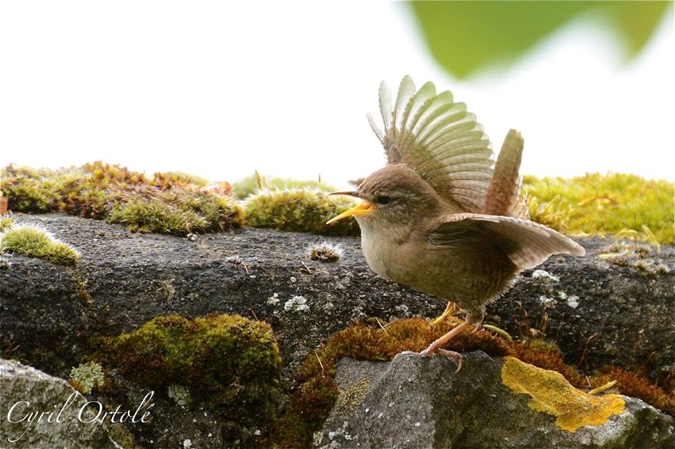 Petit Troglodyte mignon