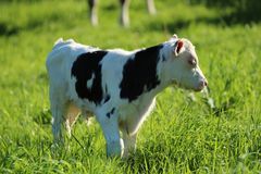 Petit veau perdu dans l'herbe haute