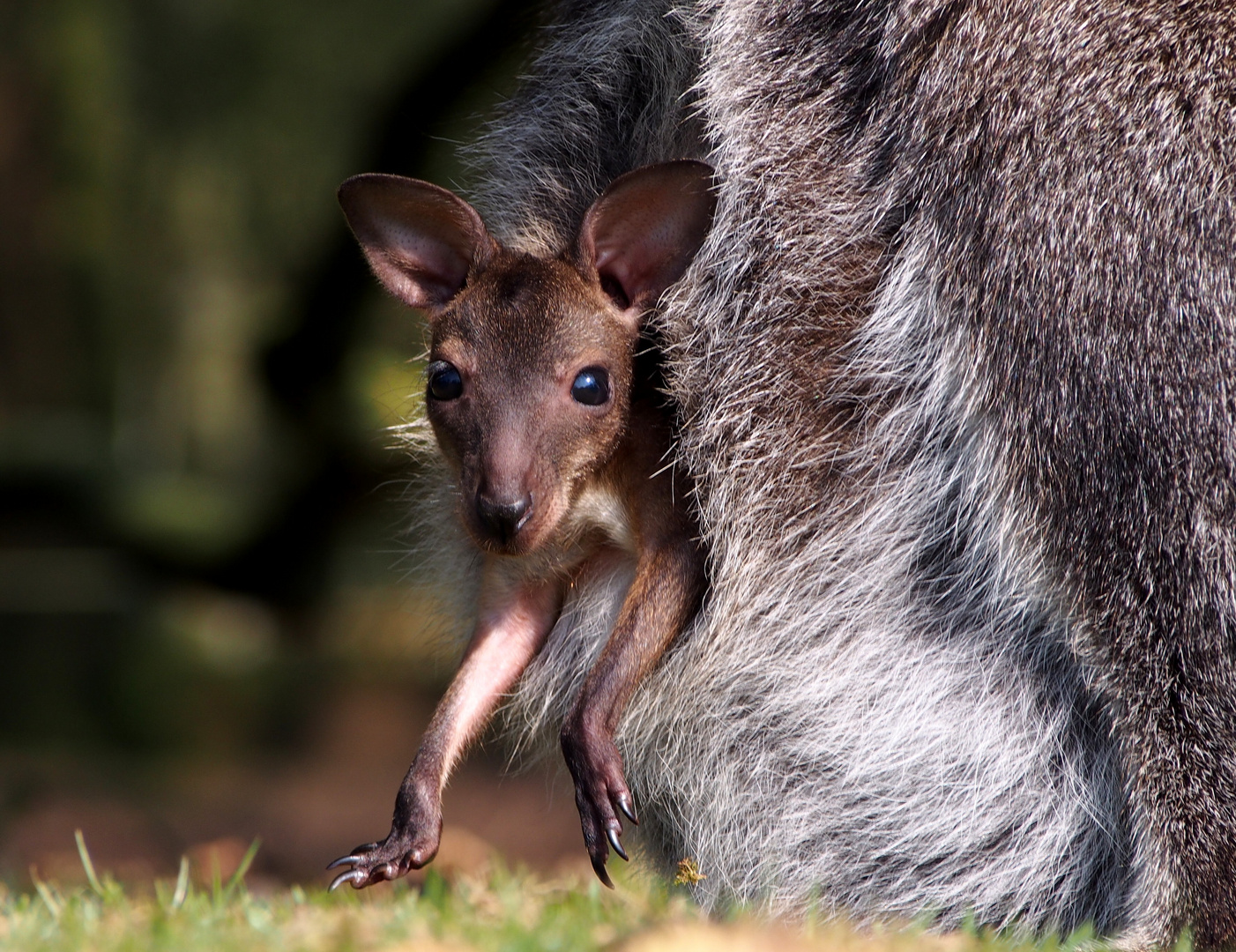 Petit wallaby