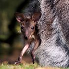 Petit wallaby