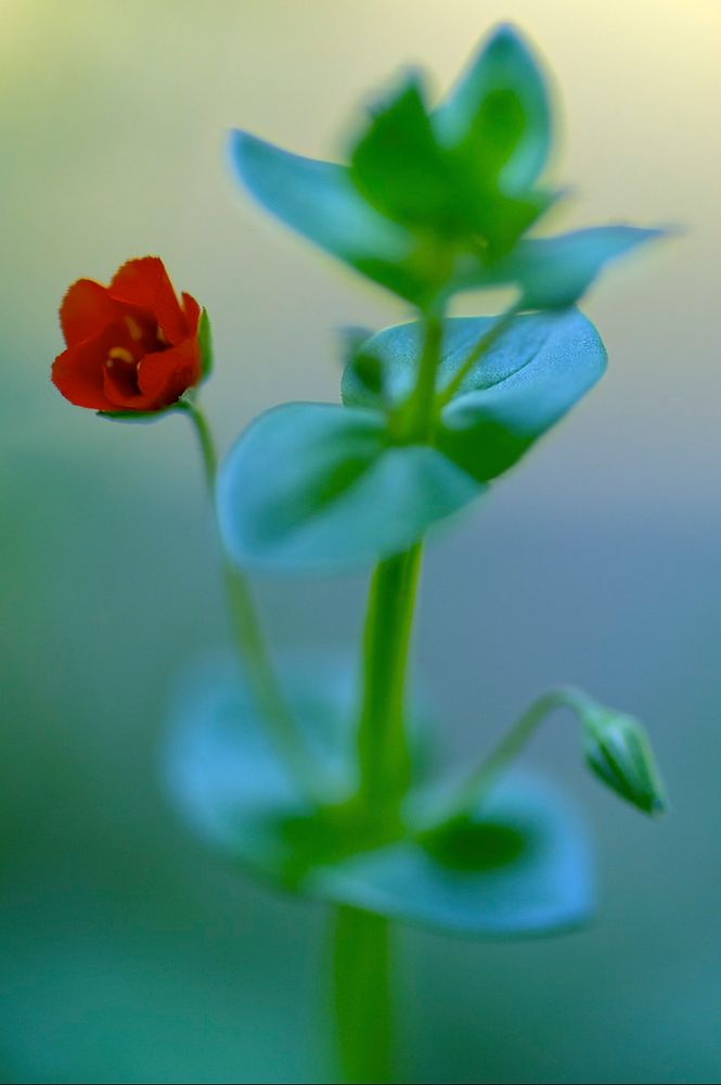 Petita roja.