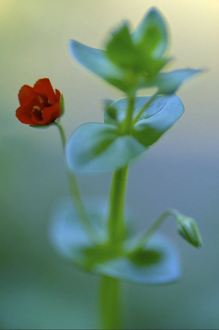 Petita roja.