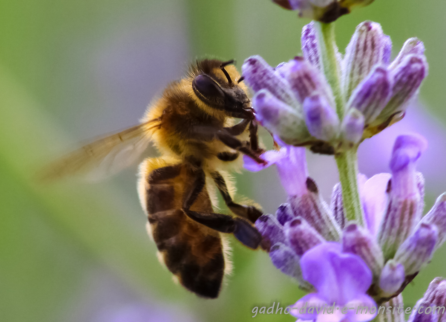 petite abeille