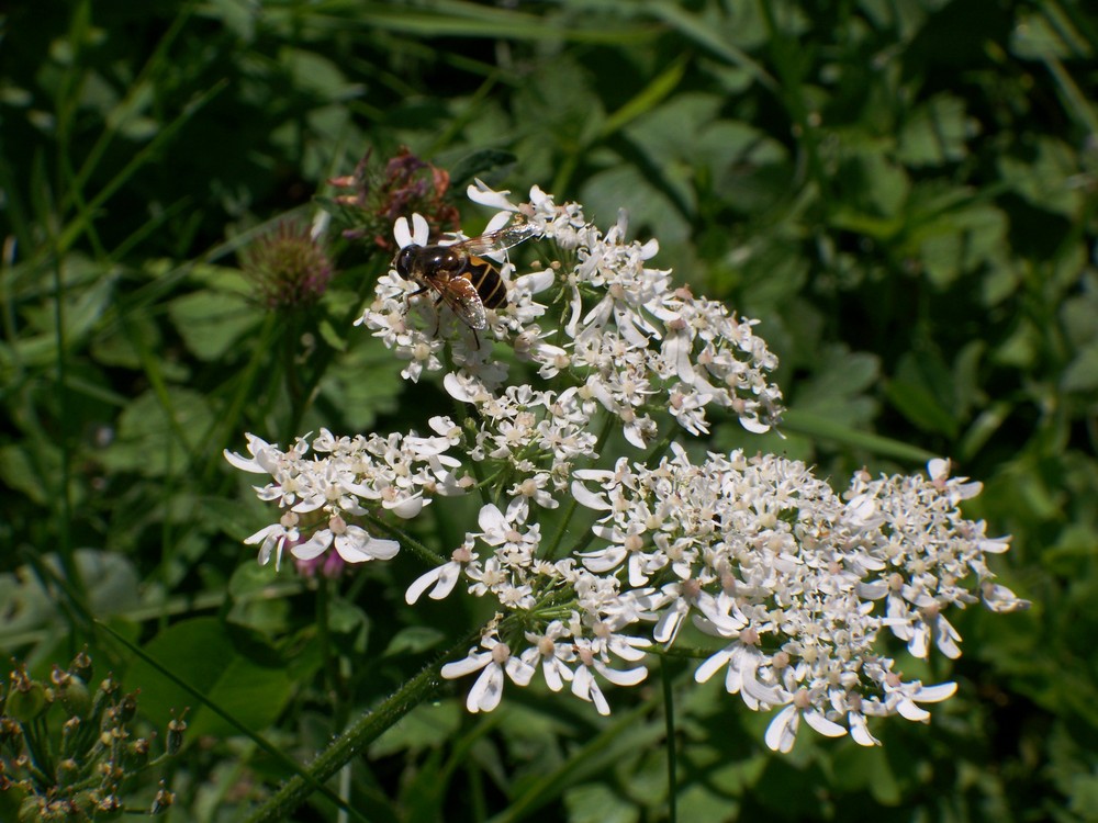 Petite abeille!!!