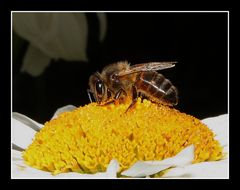 " Petite abeille au boulot "