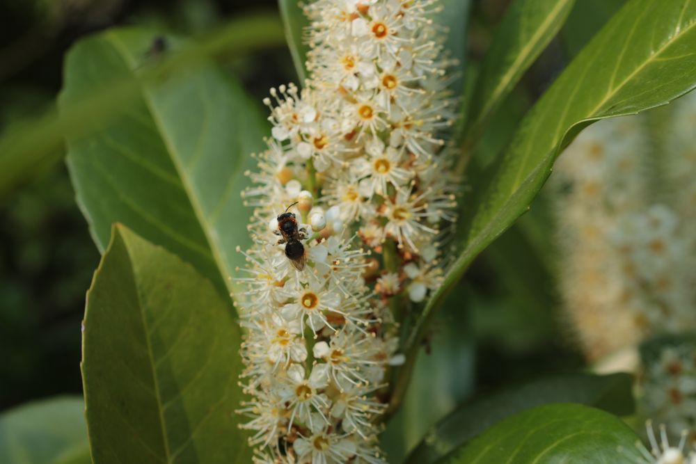 Petite abeille butine!