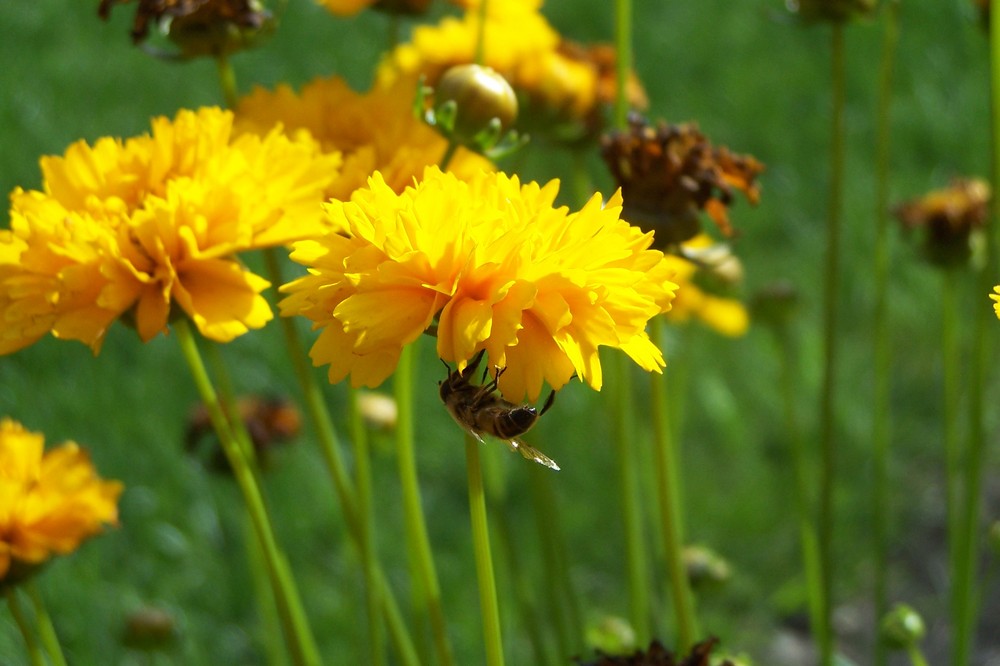 petite abeille