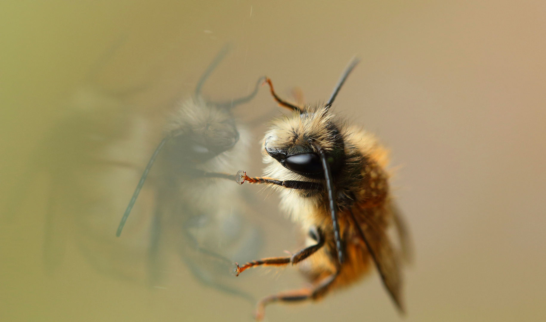 PETITE ABEILLE