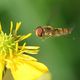 Petite abeille en vol stationnaire.