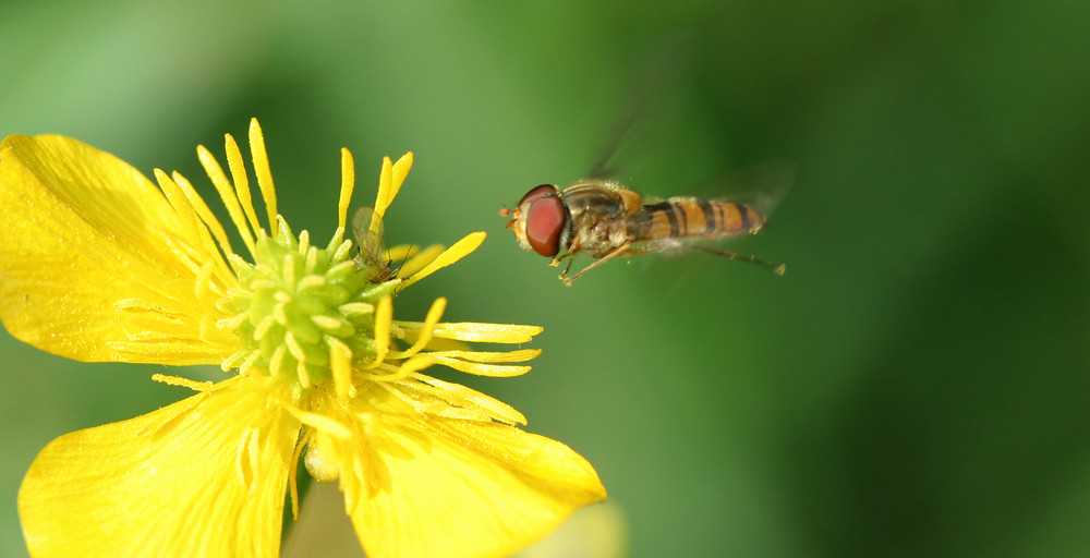 Petite abeille en vol stationnaire. de Nicolas DONNET 