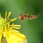 Petite abeille en vol stationnaire.