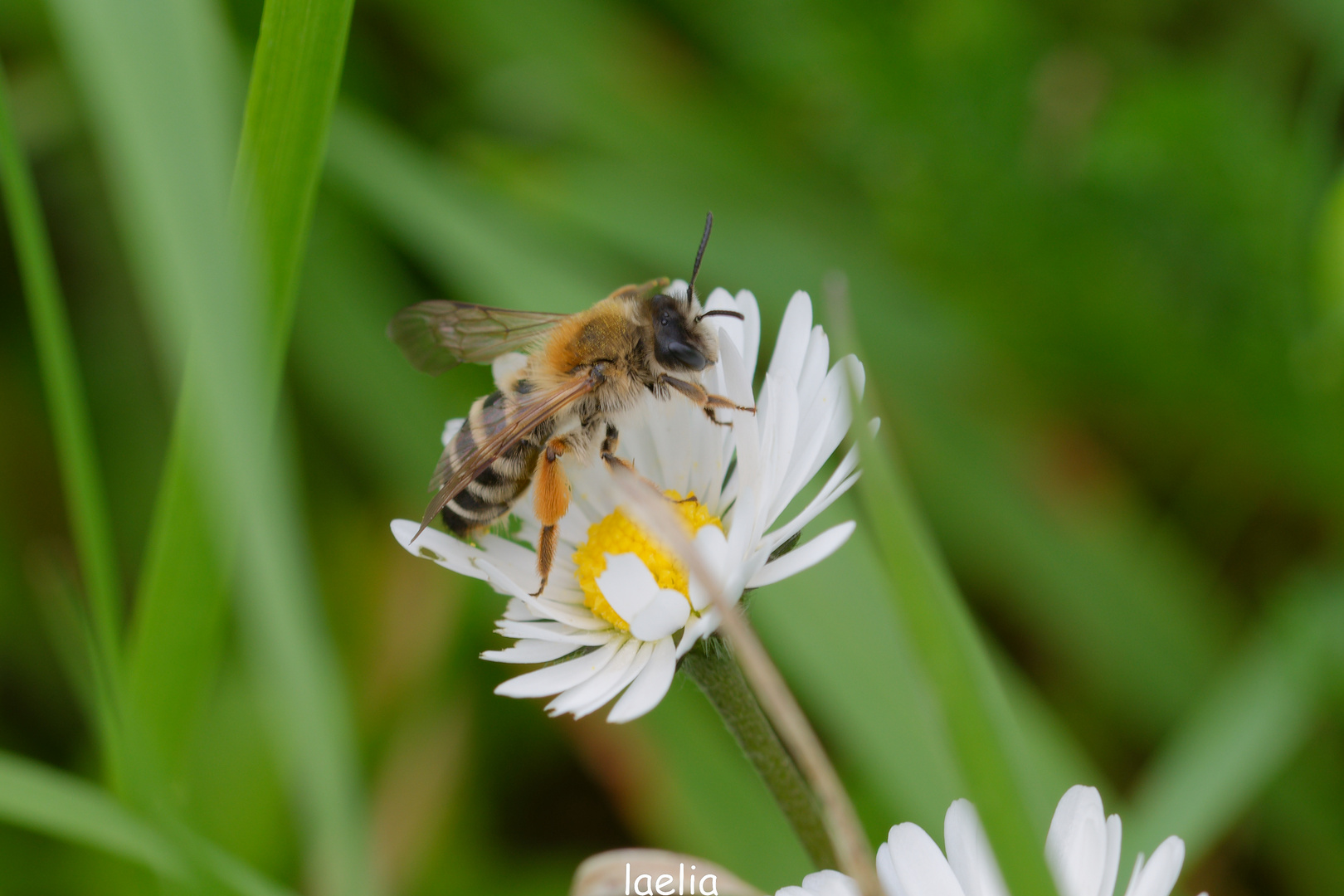 PETITE ABEILLE sur margueritte (colletes hederae)