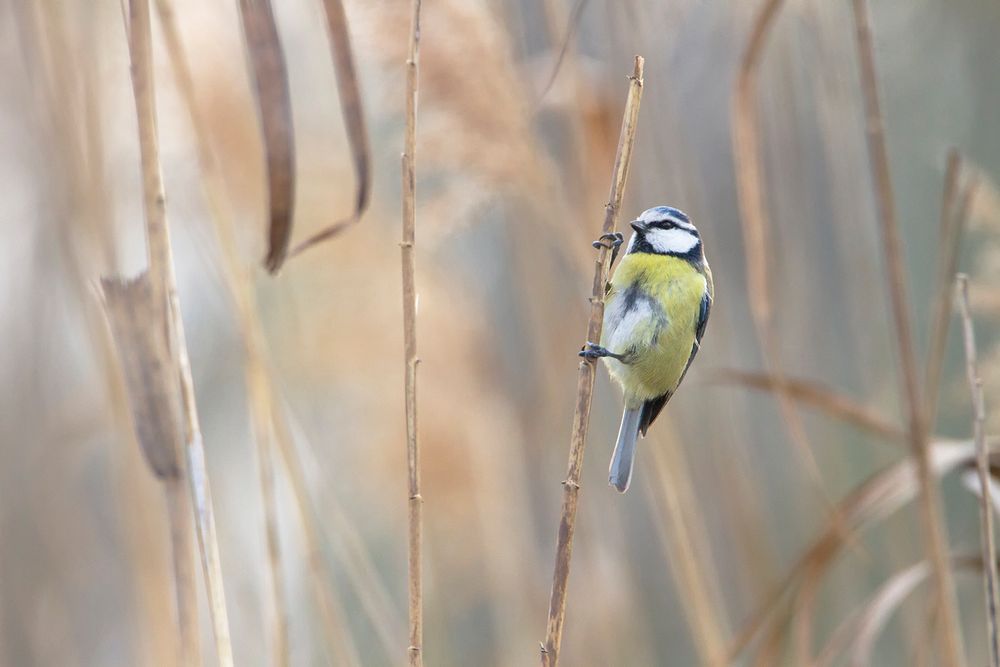 Petite acrobate