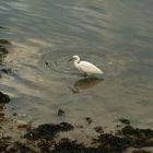 Petite aigrette (2)