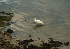 Petite aigrette (2)