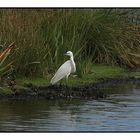 " Petite aigrette à l’affût "