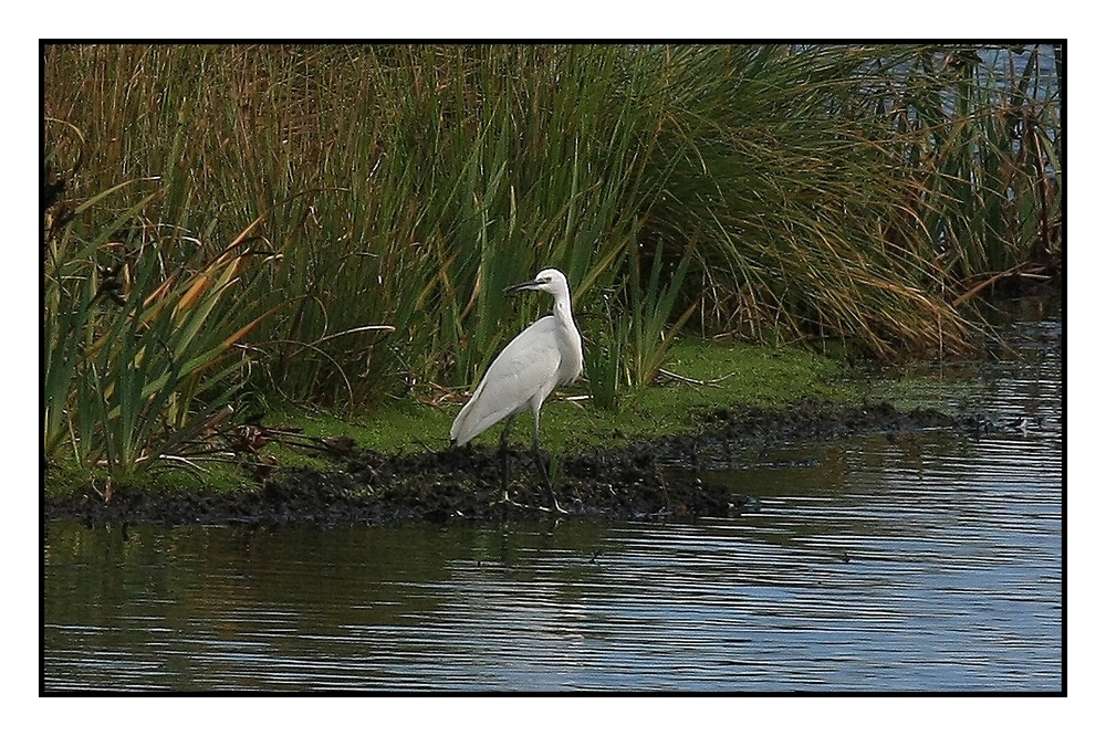 " Petite aigrette à l’affût "