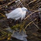 Petite aigrette au bord de l'eau