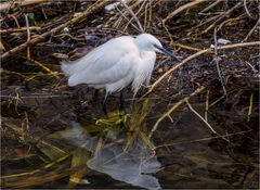 Petite aigrette au bord de l'eau