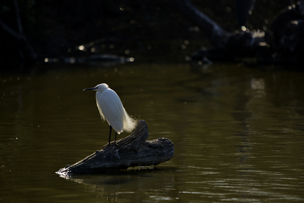 Petite aigrette blanche