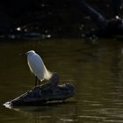 Petite aigrette blanche