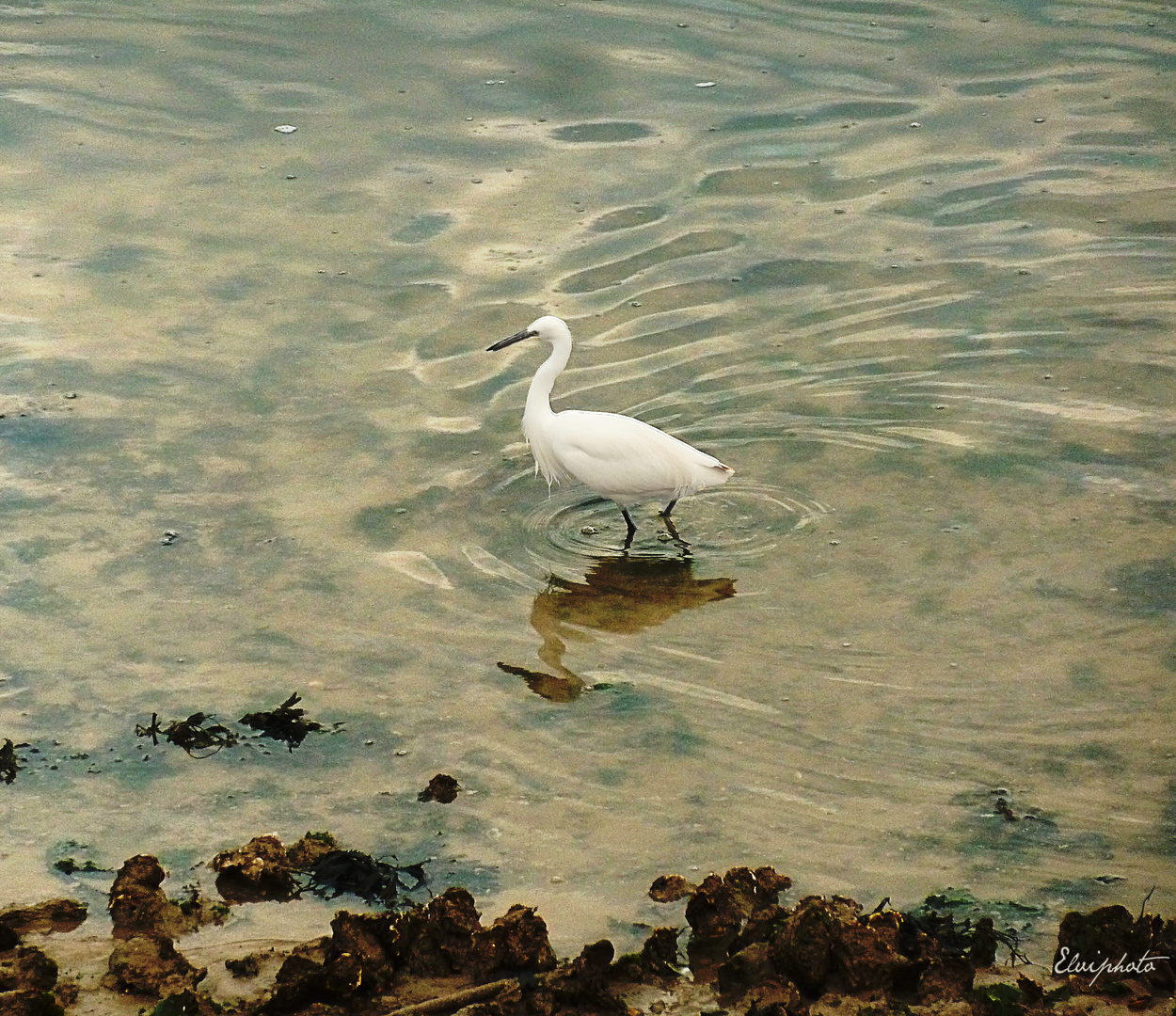 Petite aigrette 