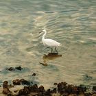 Petite aigrette 