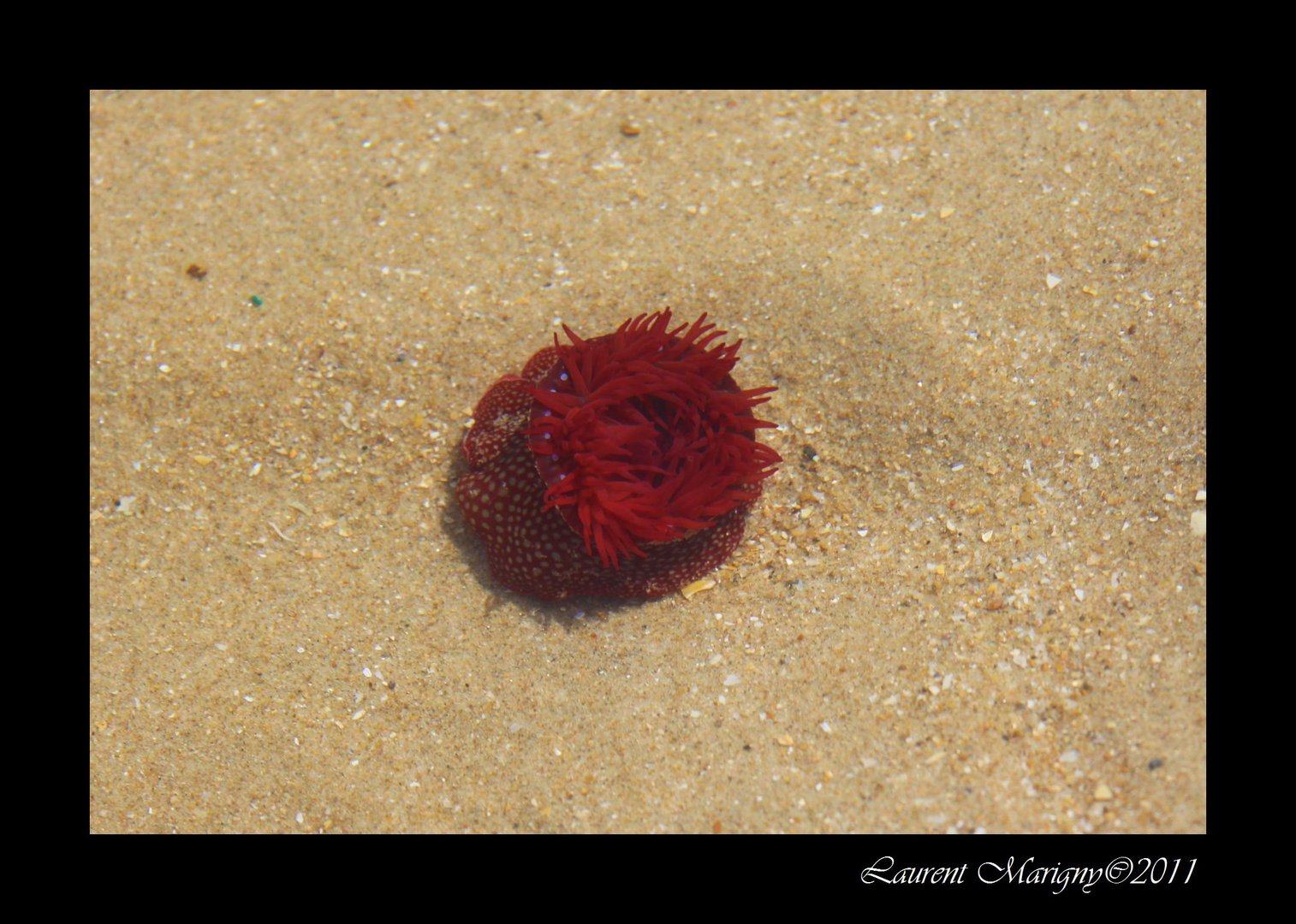 Petite anémone de mer.