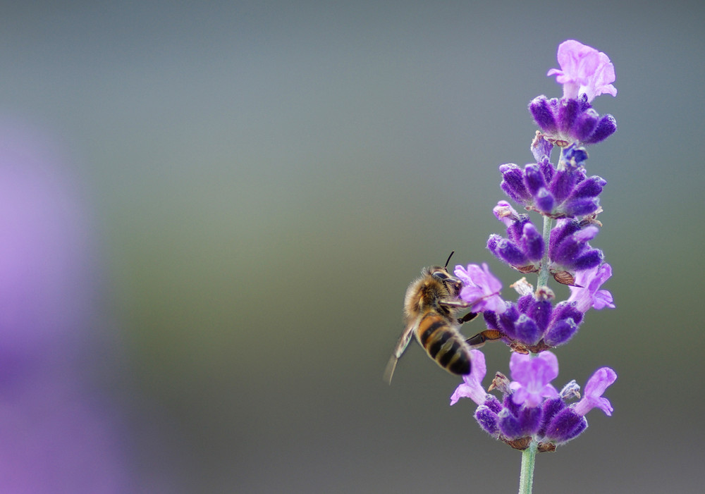 Petite Apis savourant son pollen